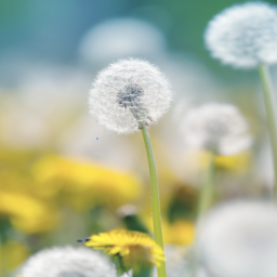 Dandellions
