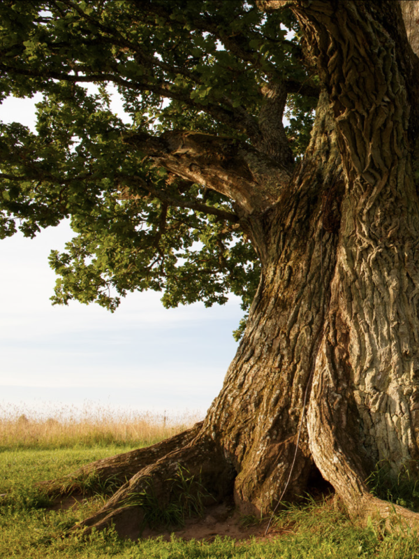 an old and solid oak tree