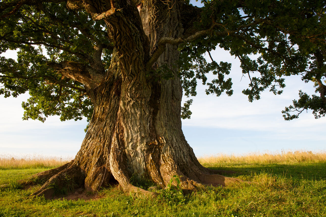 Centuries-old tree